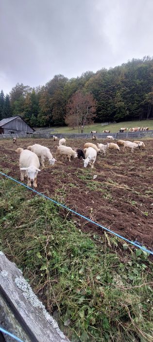 Capre de rasa gestante