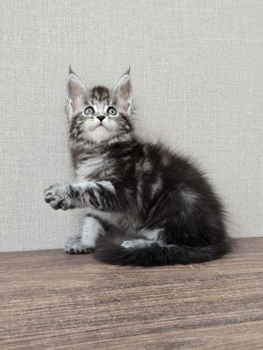 Мейн-кун девочка