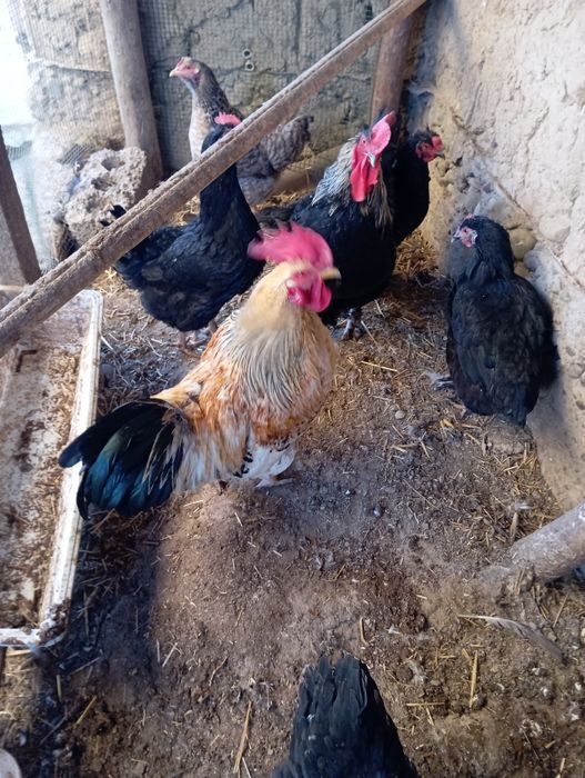 Xoʻroz sotiladi 1 dona