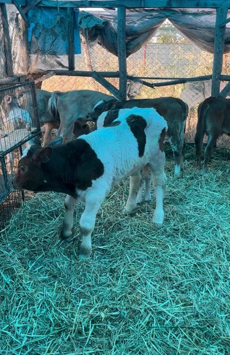 Aduc viței mici pe comandă asigură transport în toată România