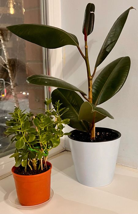 Фикус 3300 и каланхоэ 1200