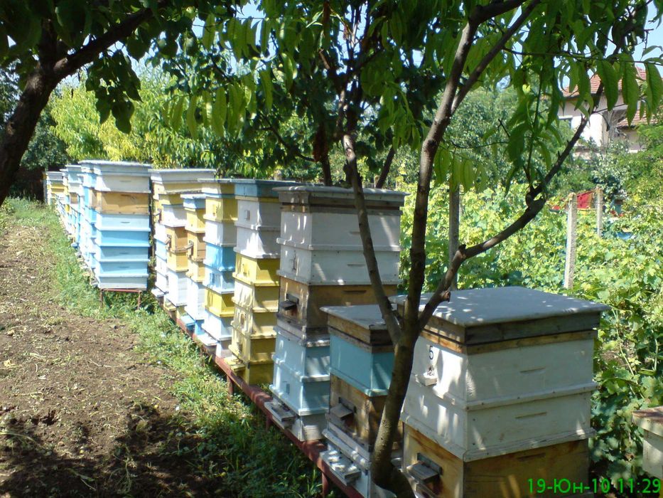 Натурален, пчелен мед 2022.