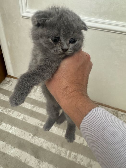 Британские котята