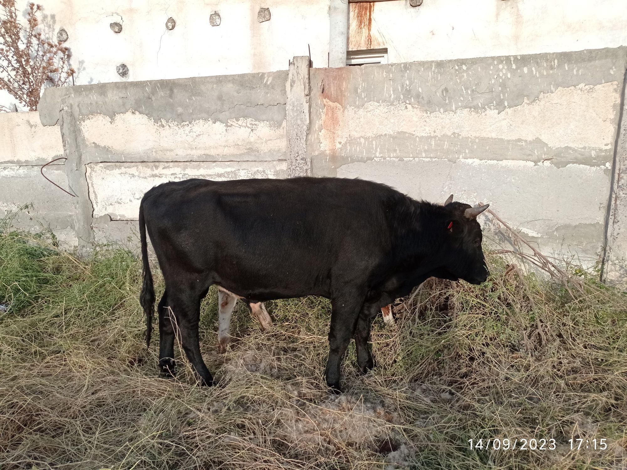 Rossiyadan keltirilgan zotdor buqalar