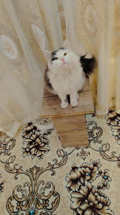 Cat Domestic Longhair