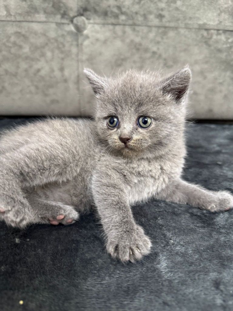 Pui de pisică scottish straight / scottish fold