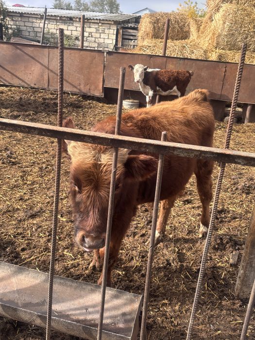 Продам телят 3 бычка 1 телочка