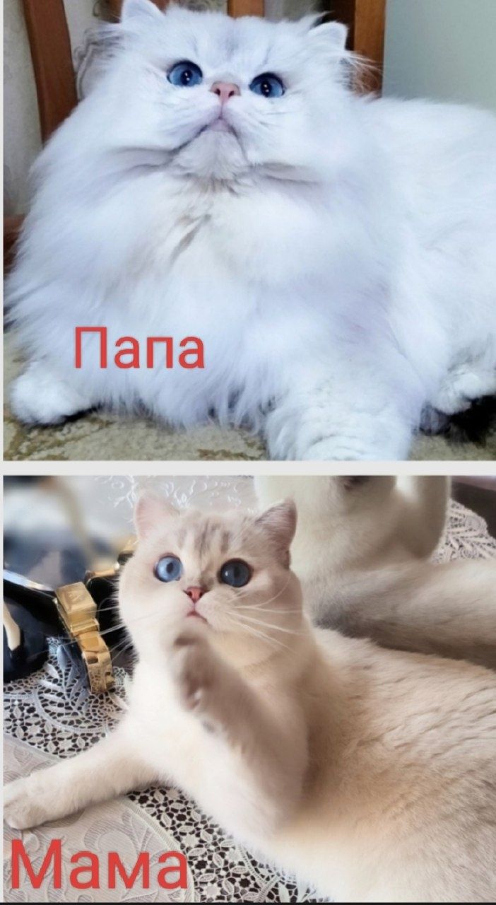 Кот с типажом коби