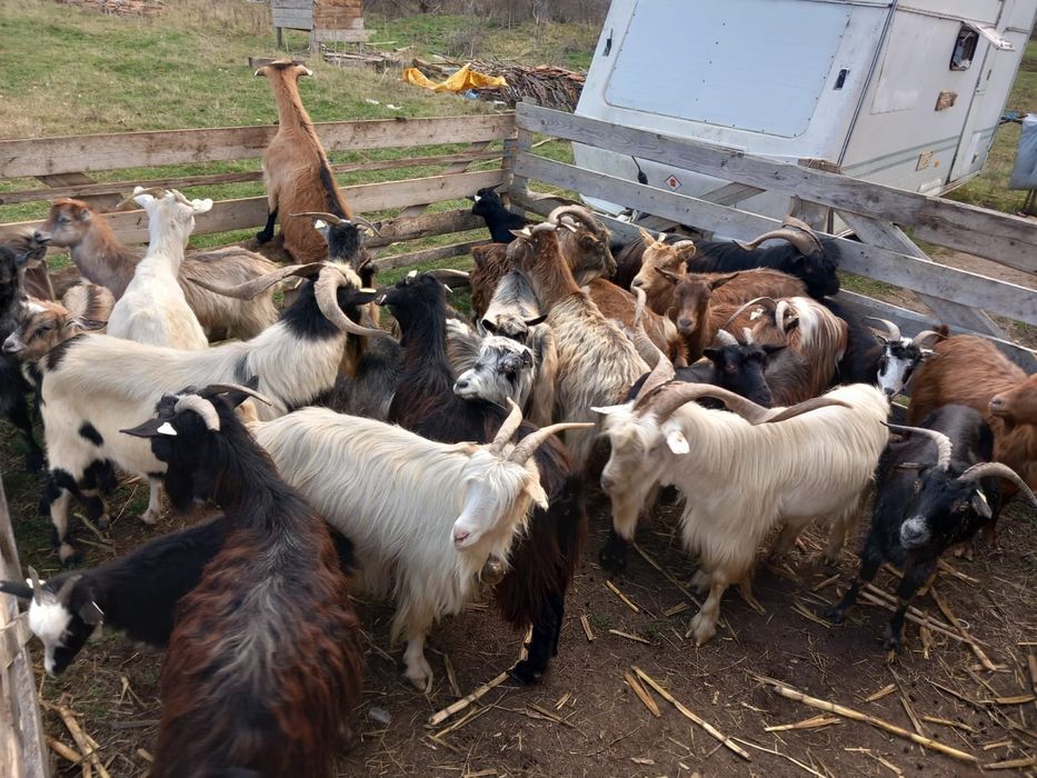 Vând sau schimb cu diverse 20 de capre mai vechi, 4 tapi de 3 ani