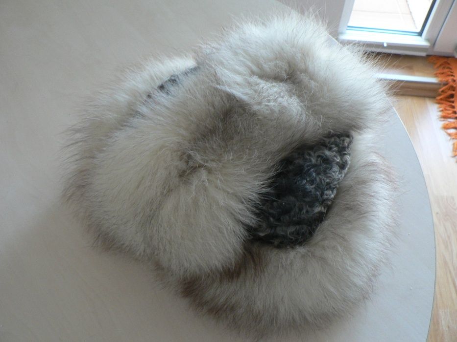 Caciula blana vulpe polara , exceptionala