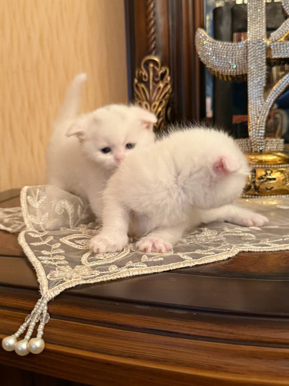 Продаются котята