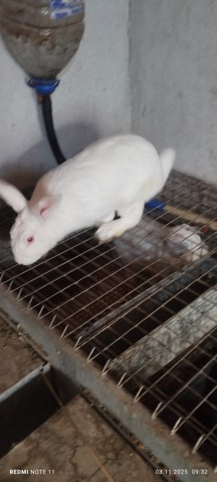 Куёнлар бор ики хилидан гошгаям кесип берамиз тирик лаям берамиз