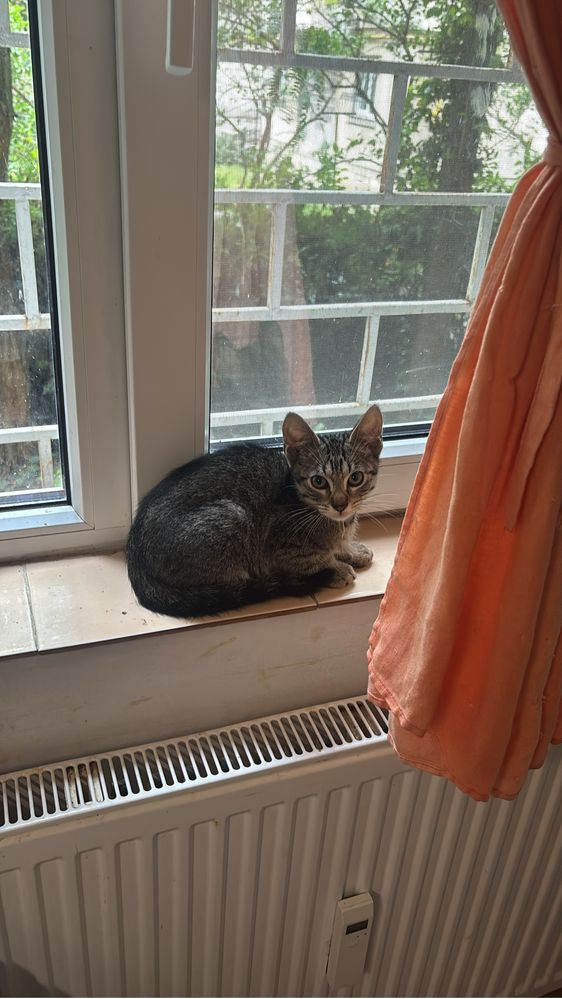 Pisica de 5 luni spre adoptie