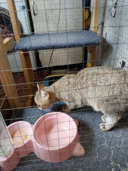 Продаётся британская шиншилла