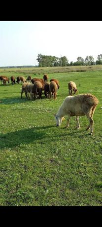 Продам баранов овец овцематок