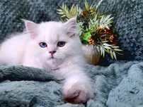 British Longhair fetita