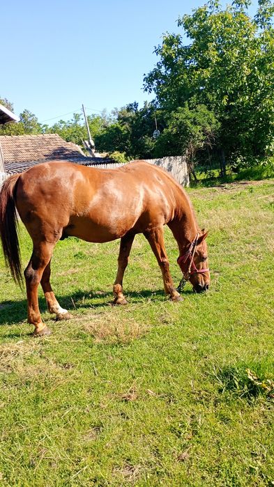 Vând cal . Calul e foarte cuminte și blând .  Se vinde cu ham cu tot.