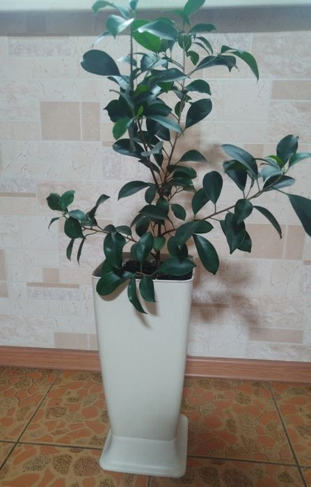 Срочно Продам фикус