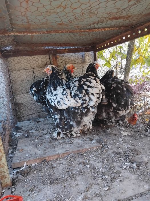 Gaini si pui Cochinchina urias negru bobat