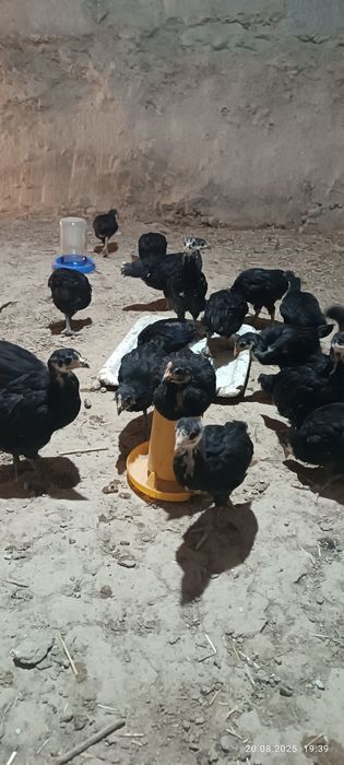 Кора Шахзода жужалар бор