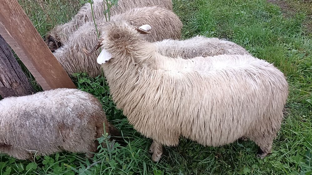 Vând mieluțe de anul acesta