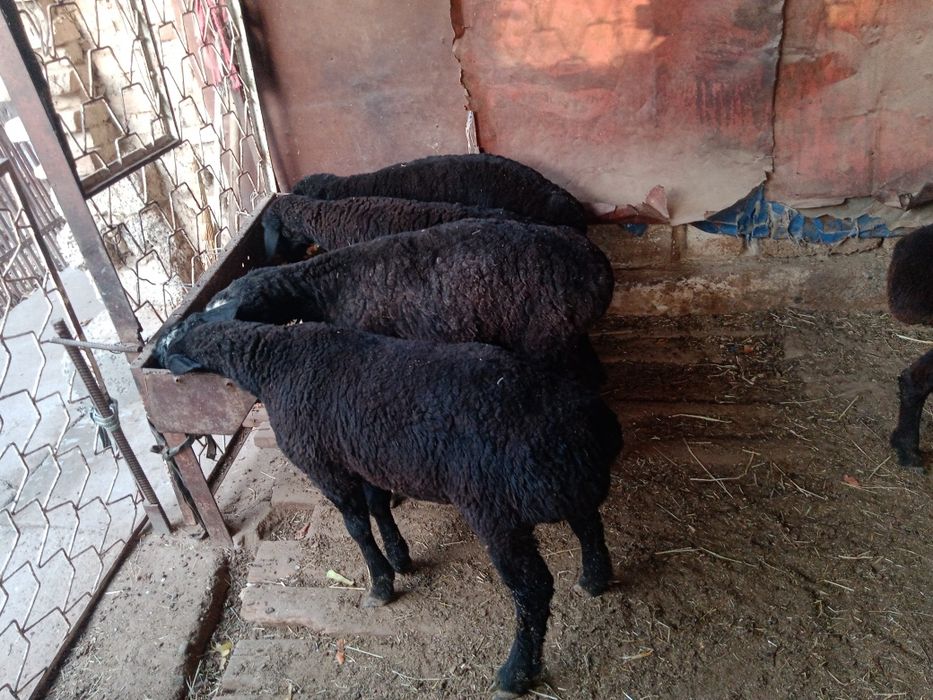 Qo'chqo'r Chirchiq 4mln DOSTAVKA si bor tekin