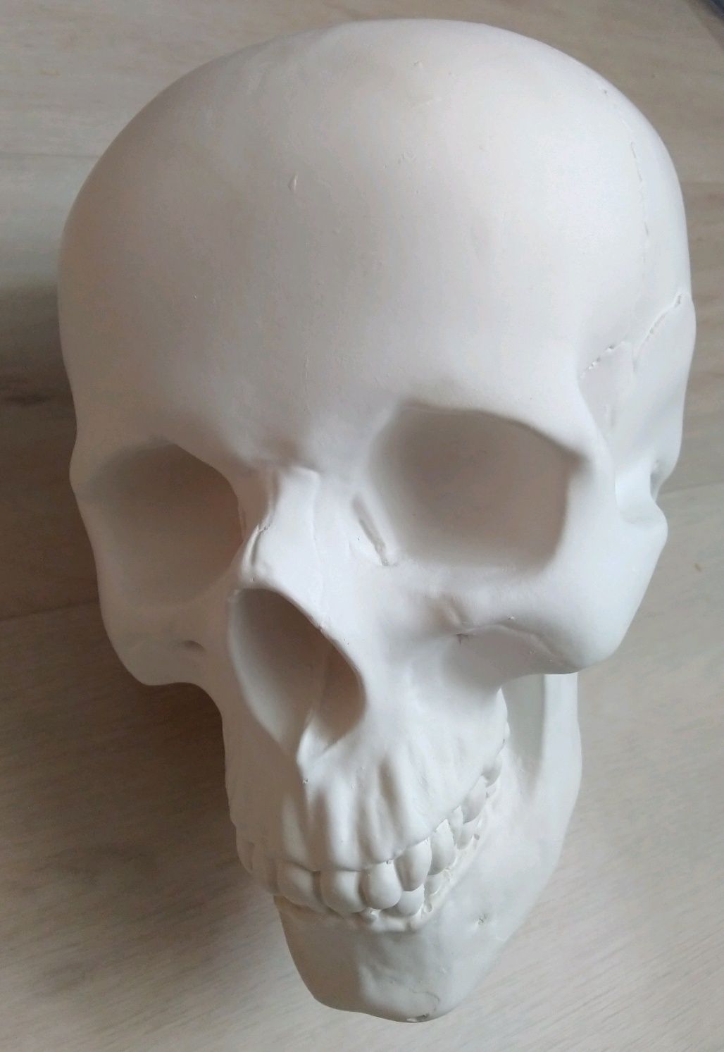 Статуэтка (анатомический череп отливка из гипса )