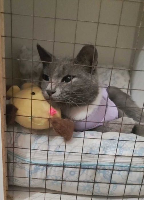 Нежная кошечка ищет дом