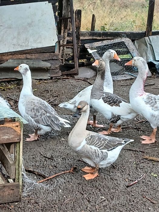 Gaste mari și grase