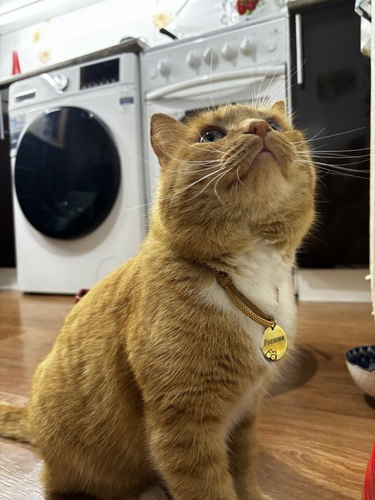 Потерялся рыжий кот