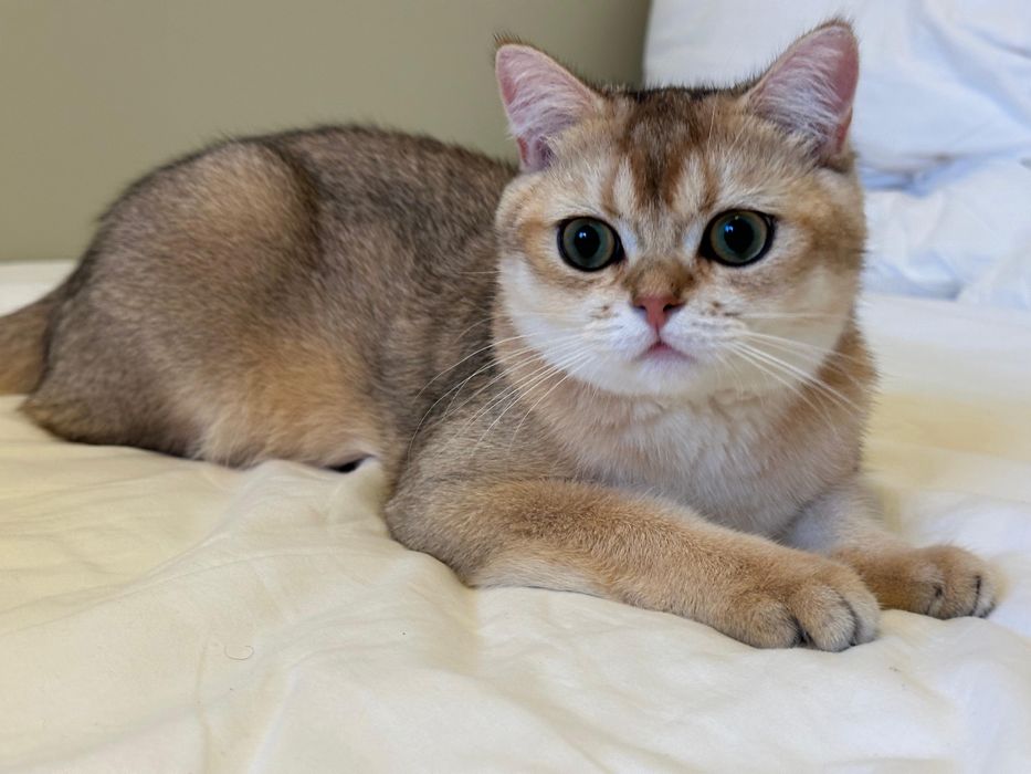 Baietel british shorthair chinchilla gold !