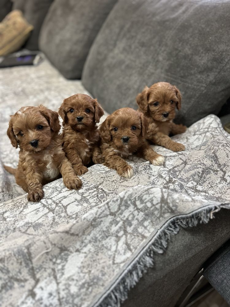 Кавапу-Cavapoo.