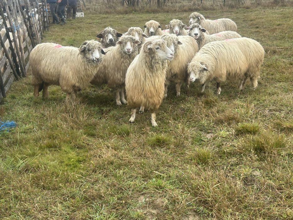 Vand oi tinere si batrane