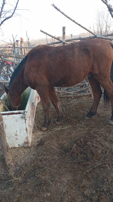 Жылкы сатамын Кунан 1,5 жаста