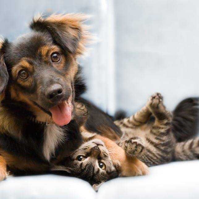 Pet sitter Timisoara