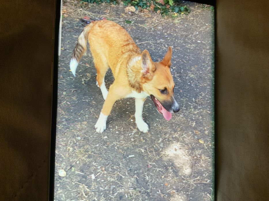 Белгийски овчарки мъжка и женска.