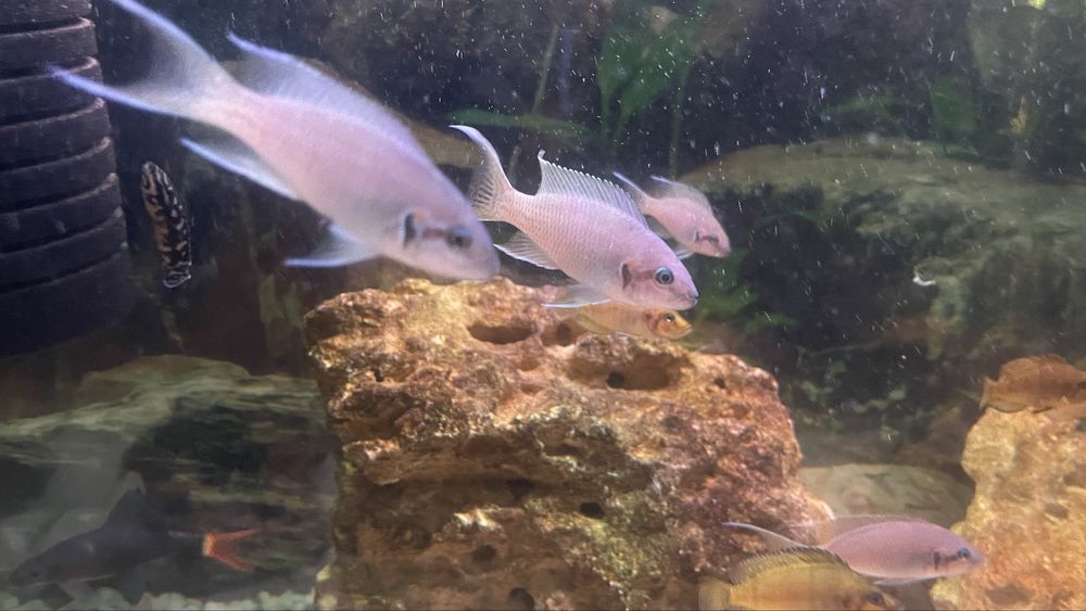 Принцесса бурунди