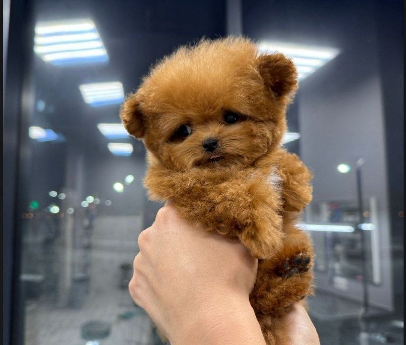 Корейские мальтипу