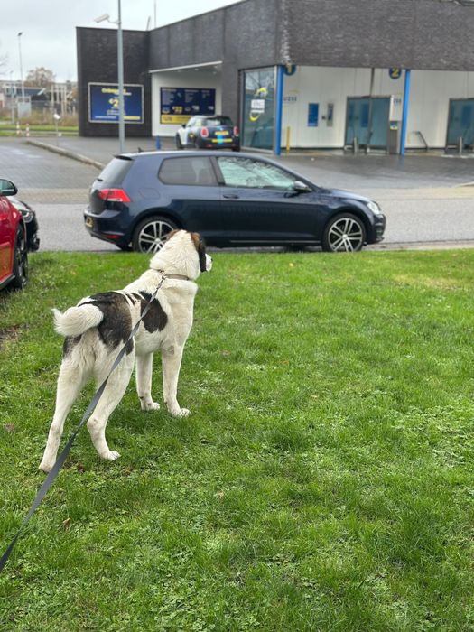 Алабай чистокръвна женска