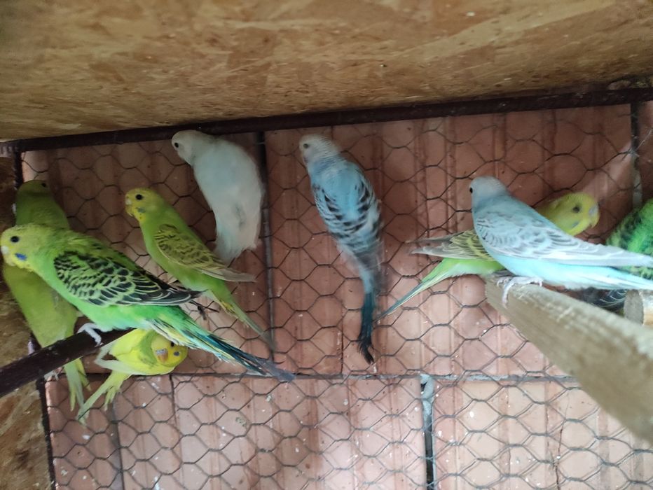 Papagali Perusi tineri