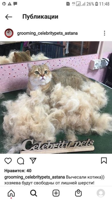 Стрижка, суперлинька  кошек