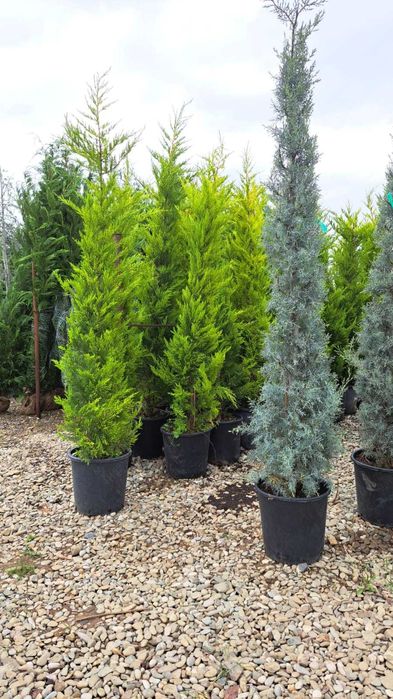 Leylandii Cupressocyparis – Barieră naturală verde tot anul!