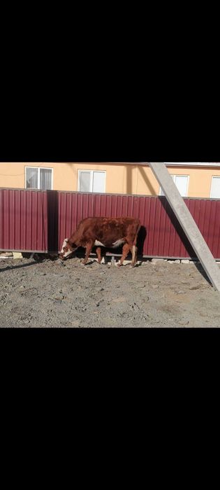 Сиыр-қашар,буаз,сатылады