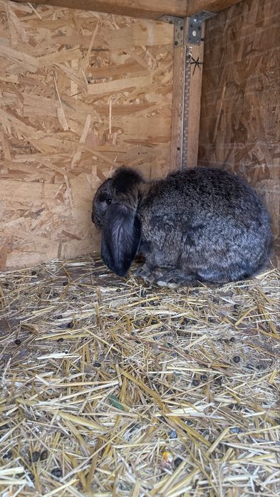 Iepuroi berbec german