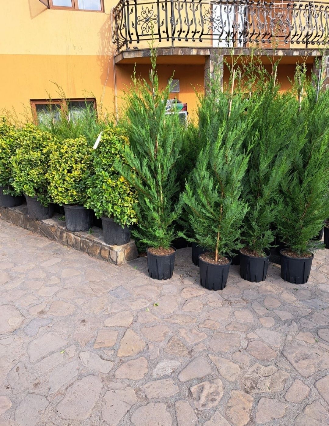 Cupressus leylandii - tuia smaragd ( thuja ) înălțime 1.6m - 1.8m