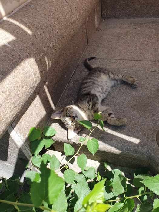 Маленькие котята ищут дом