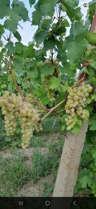 Vând Struguri de vin cu transportul la domiciliu calitate si seriozita
