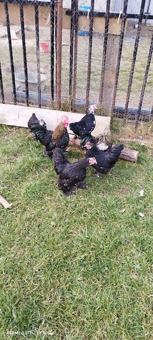 Găini pitice mii de flori 4+2