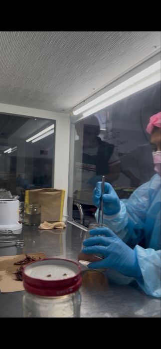 In vitro laboratoriyadan chiqqan ko’chatlar va payvantaglar