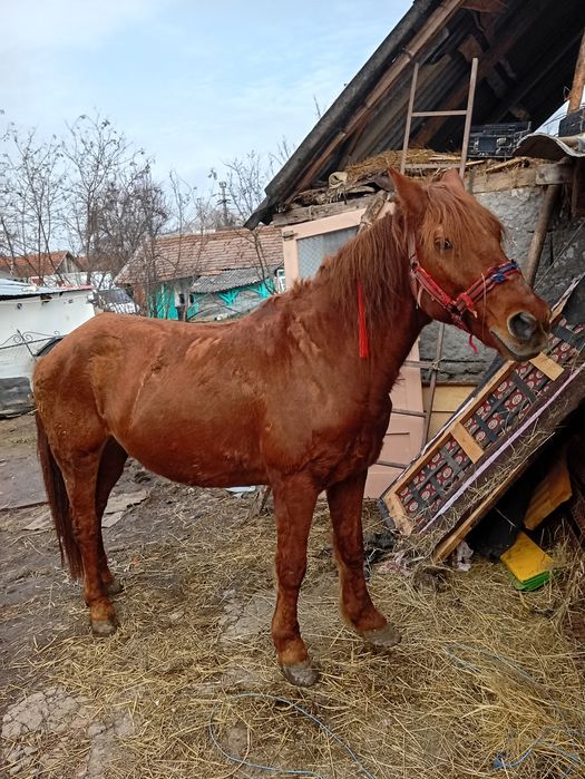 Cal castrat de vânzare